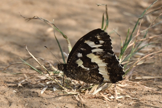 Brintesia circe - fehéröves szemeslepke