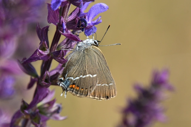 Satyrium spini - kökény-csücsköslepke