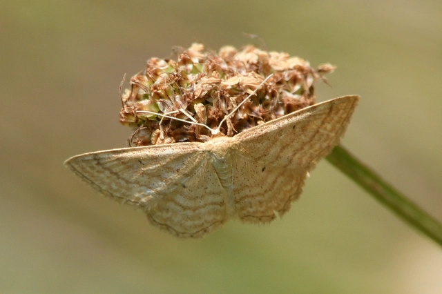 Idaea rufaria - vörhenyes sávosaraszoló