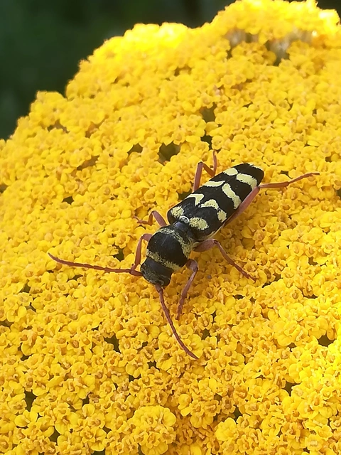 Echinocerus floralis - lucerna-darázscincér