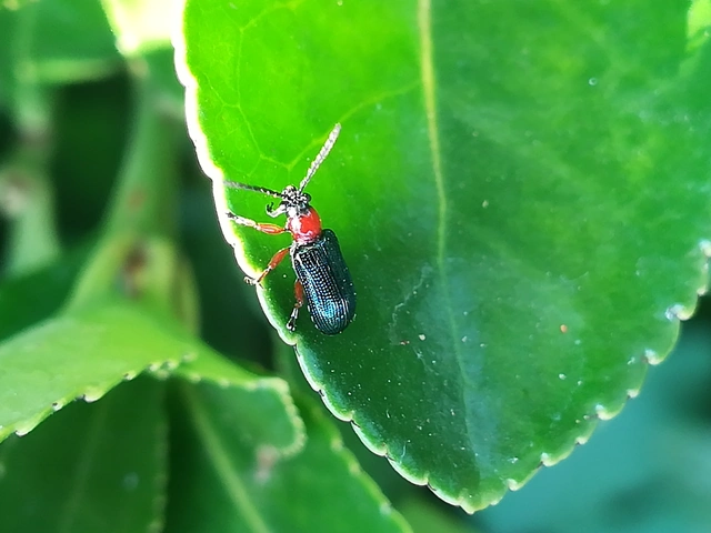 Oulema melanopus/duftschmidi