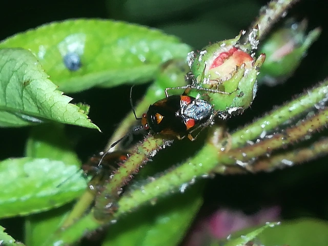 Deraeocoris ruber - vöröses mezeipoloska