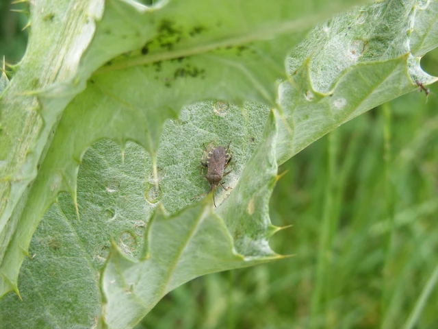Ceraleptus