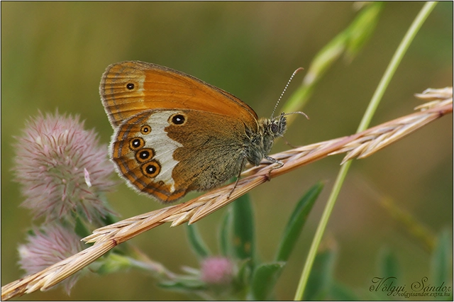 Coenonympha arcania - fehéröves szénalepke