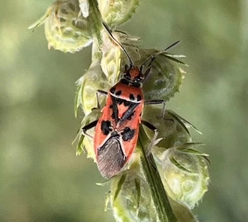 Corizus hyoscyami - piros karimáspoloska