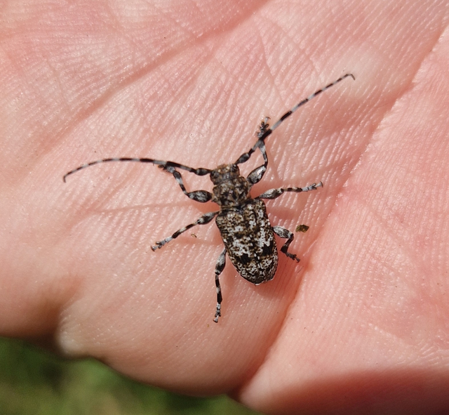 Aegomorphus clavipes - tarka cincér Aegomorphus clavipes - tarka cincér