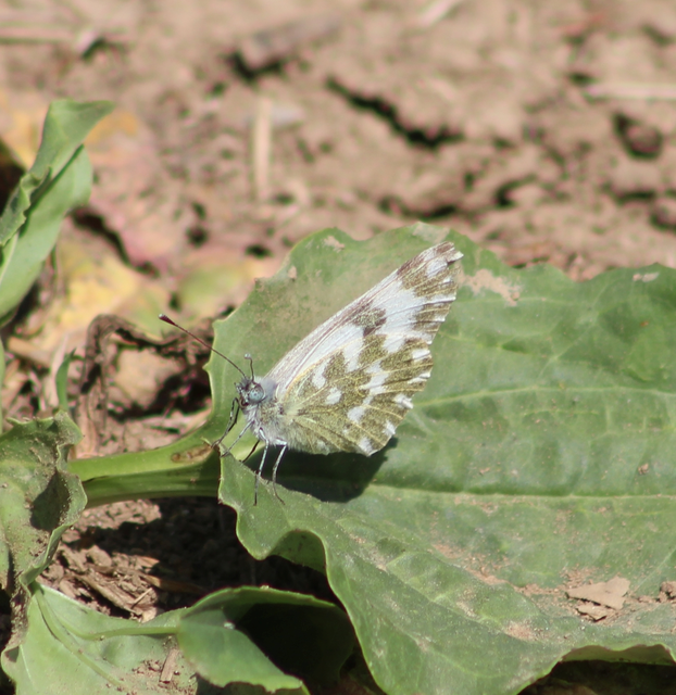 Pontia edusa - rezedalepke