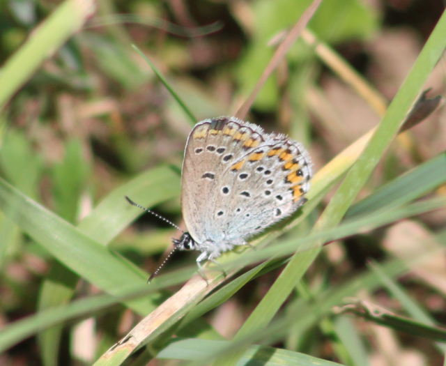 Plebejus argyrognomon - tintakék boglárka