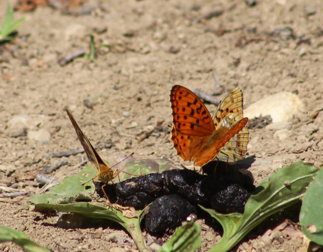 Argynnis adippe - ezüstös gyöngyházlepke