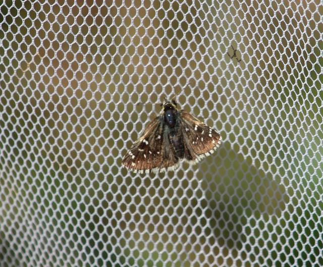 Pyrgus armoricanus - feles busalepke