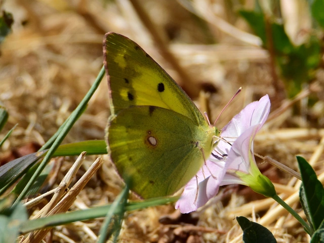 Colias croceus - sáfránylepke
