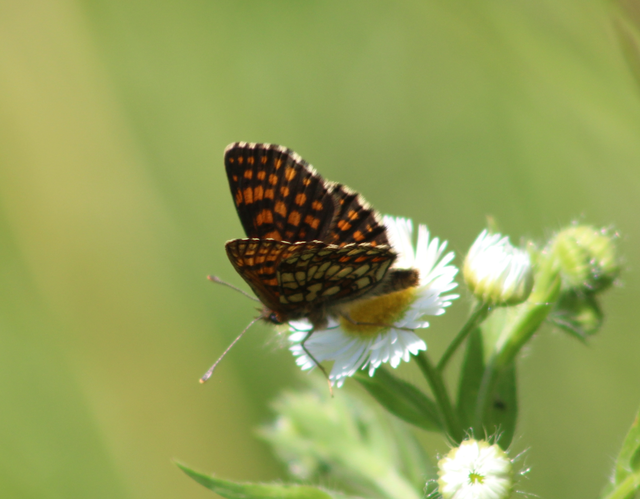 Melitaea britomartis - barnás tarkalepke