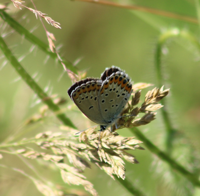 Plebejus argyrognomon - tintakék boglárka