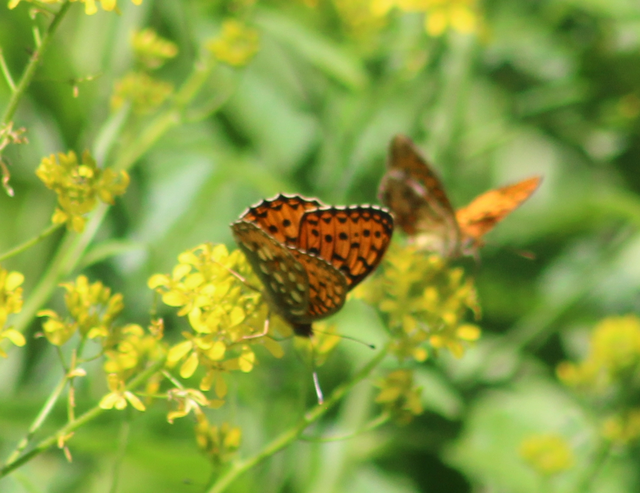 Argynnis aglaja - kerekfoltú gyöngyházlepke Argynnis aglaja - kerekfoltú gyöngyházlepke