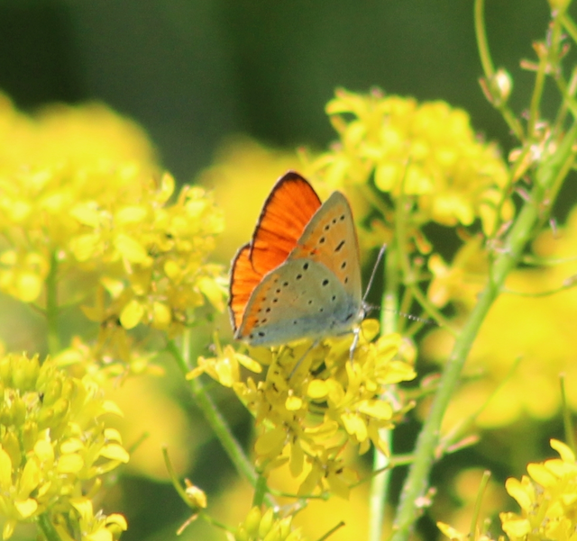 Lycaena dispar rutilus - nagy tűzlepke