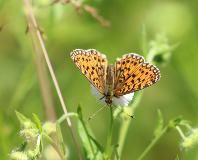 Boloria selene - fakó gyöngyházlepke