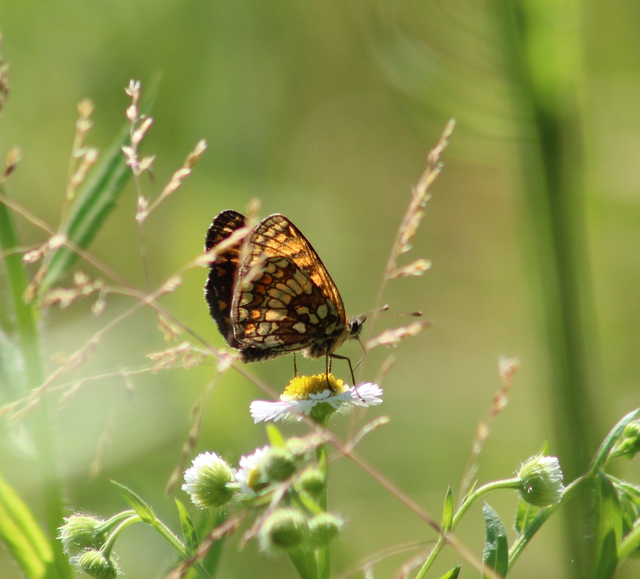 Melitaea aurelia - recés tarkalepke