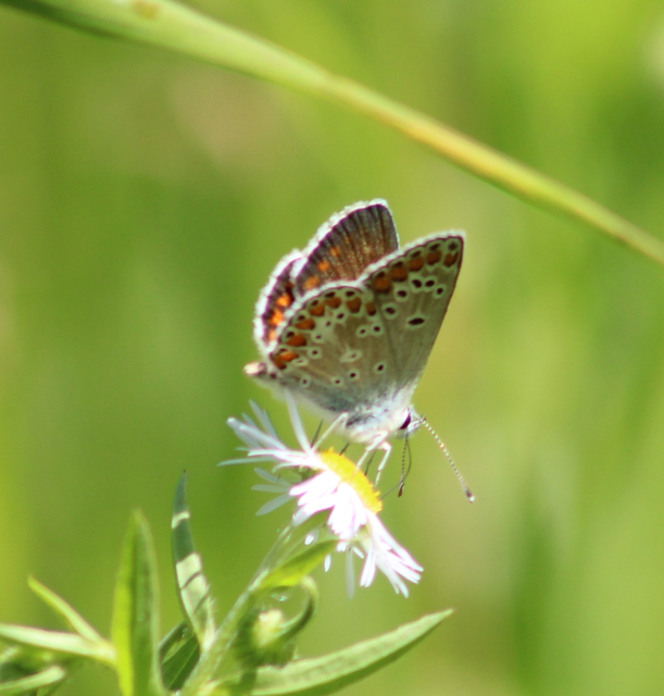 Aricia artaxerxes issekutzi - bükki szerecsenboglárka