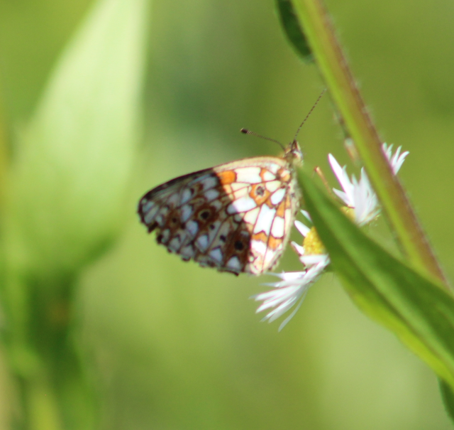 Boloria selene - fakó gyöngyházlepke