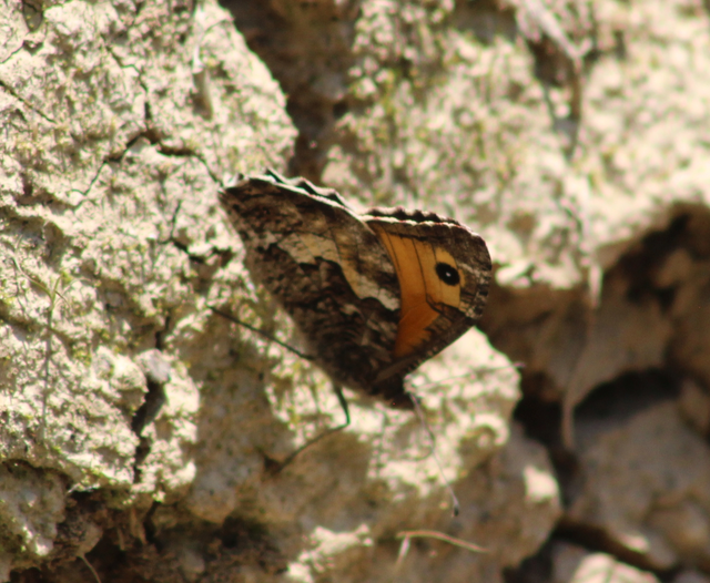 Hipparchia semele - barna szemeslepke