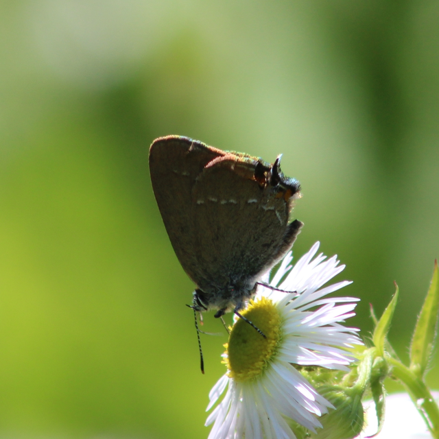 Satyrium acaciae - akác-csücsköslepke