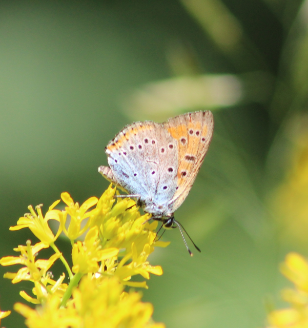 Lycaena dispar rutilus - nagy tűzlepke