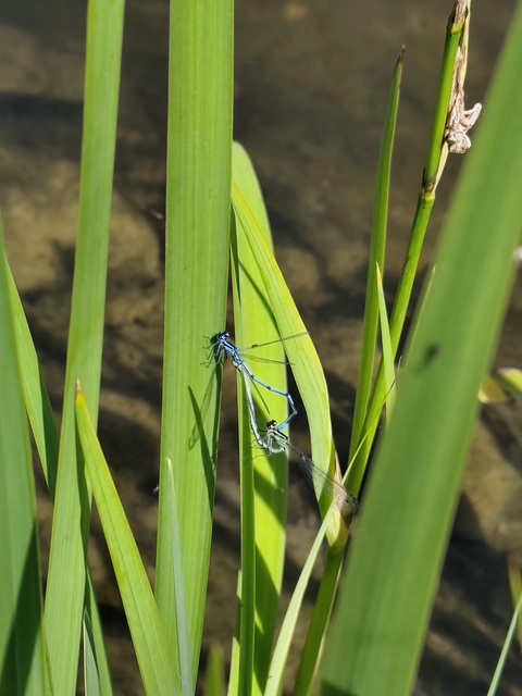 Coenagrion puella - azúrkék légivadász