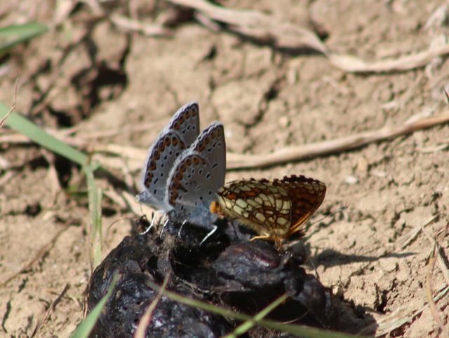 Plebejus idas - északi boglárka