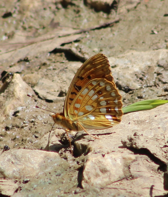 Argynnis adippe - ezüstös gyöngyházlepke
