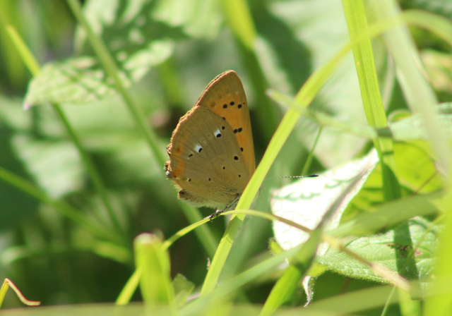 Lycaena virgaureae - arany-tűzlepke
