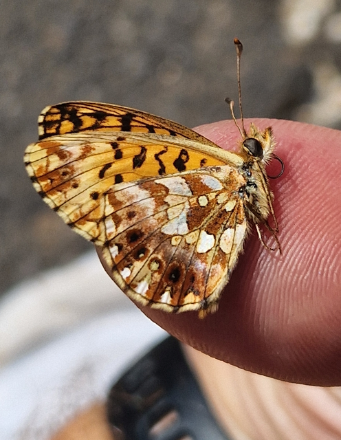 Boloria dia - kis gyöngyházlepke
