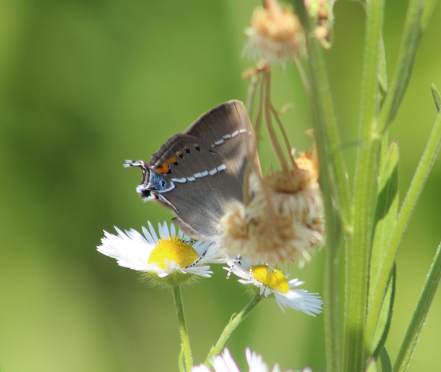 Satyrium spini - kökény-csücsköslepke