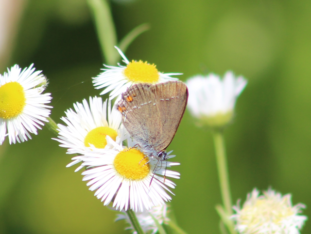 Satyrium acaciae - akác-csücsköslepke