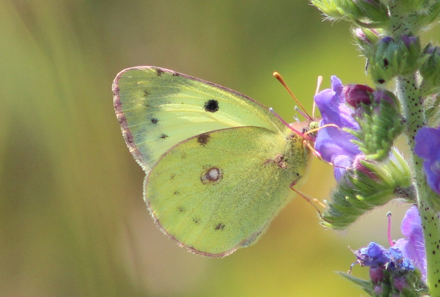 Colias alfacariensis - déli kéneslepke