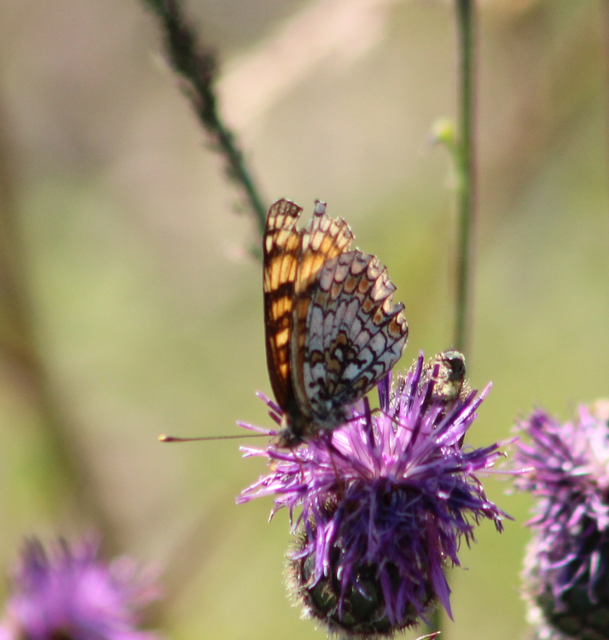 Melitaea phoebe - nagy tarkalepke