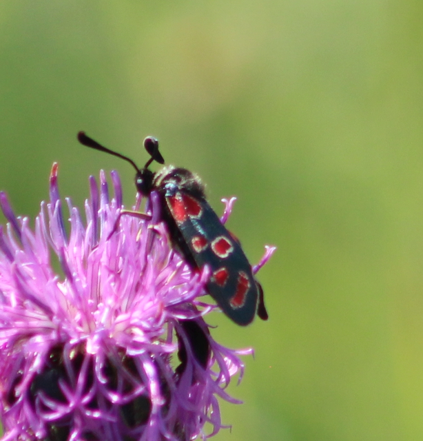 Zygaena carniolica - fehérgyűrűs csüngőlepke