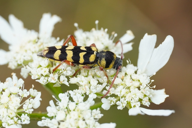Echinocerus floralis - lucerna-darázscincér