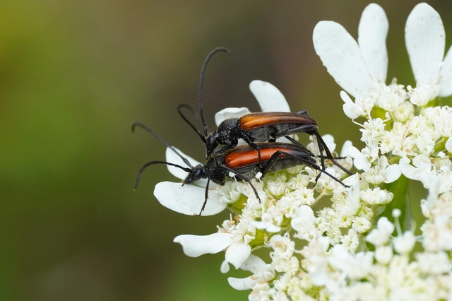 Stenurella melanura - feketevégű karcsúcincér
