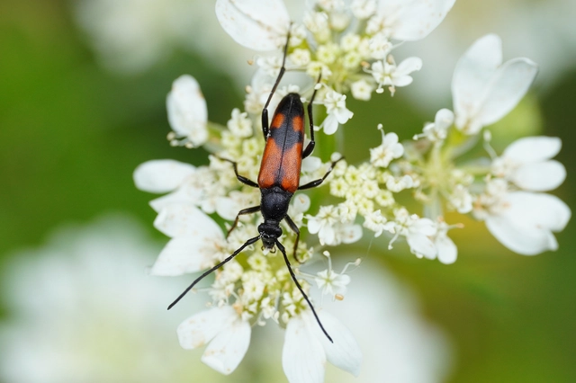 Stenurella bifasciata - kétöves karcsúcincér