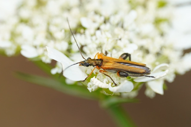 Oedemera podagrariae - székfű-álcincér