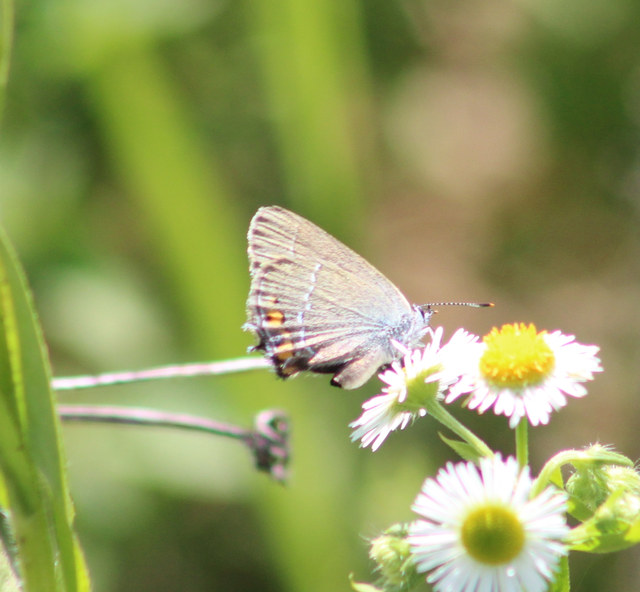 Satyrium acaciae - akác-csücsköslepke