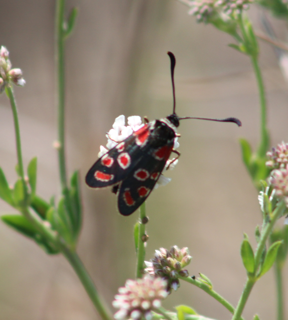 Zygaena carniolica - fehérgyűrűs csüngőlepke