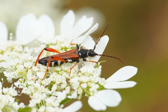 Stenopterus rufus - tarkacsápú keskenyfedőscincér