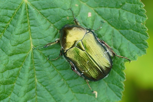 Cetonia aurata - aranyos virágbogár