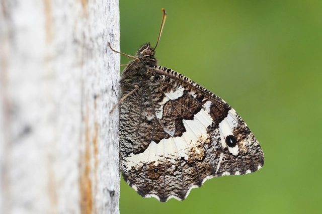 Brintesia circe - fehéröves szemeslepke