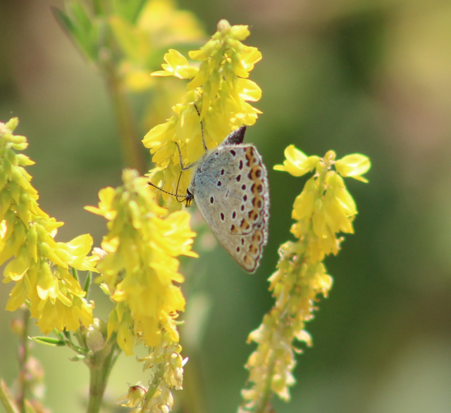 Plebejus idas - északi boglárka