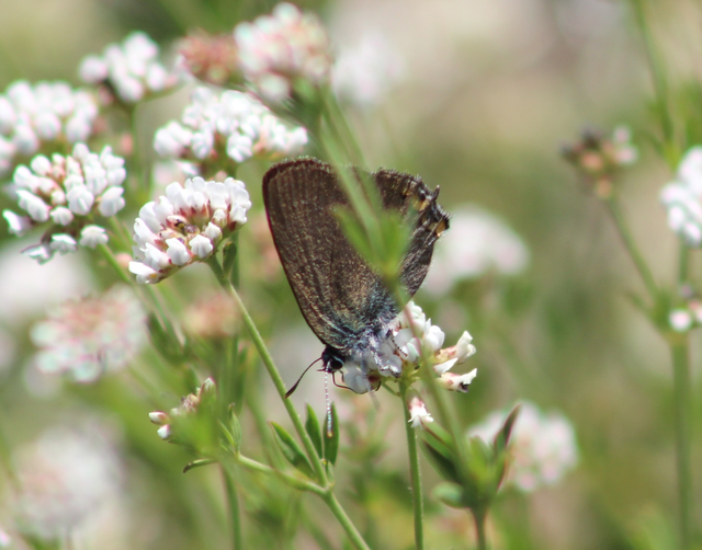 Satyrium acaciae - akác-csücsköslepke