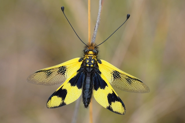Libelloides macaronius - keleti rablópille