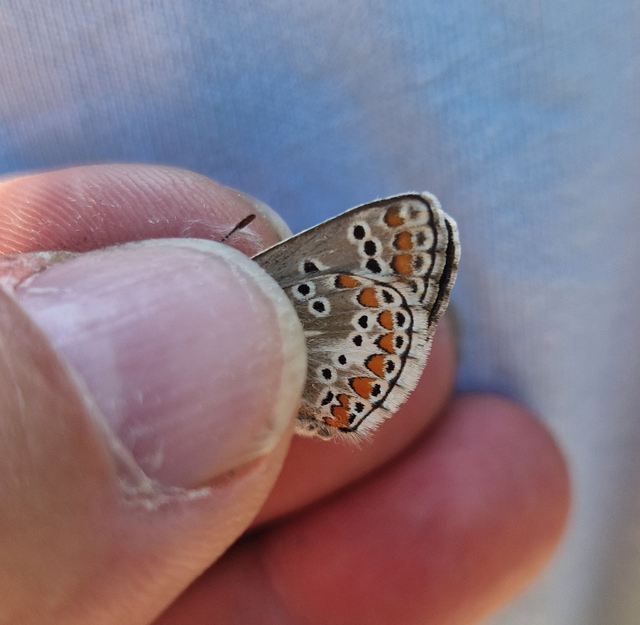 Aricia artaxerxes issekutzi - bükki szerecsenboglárka