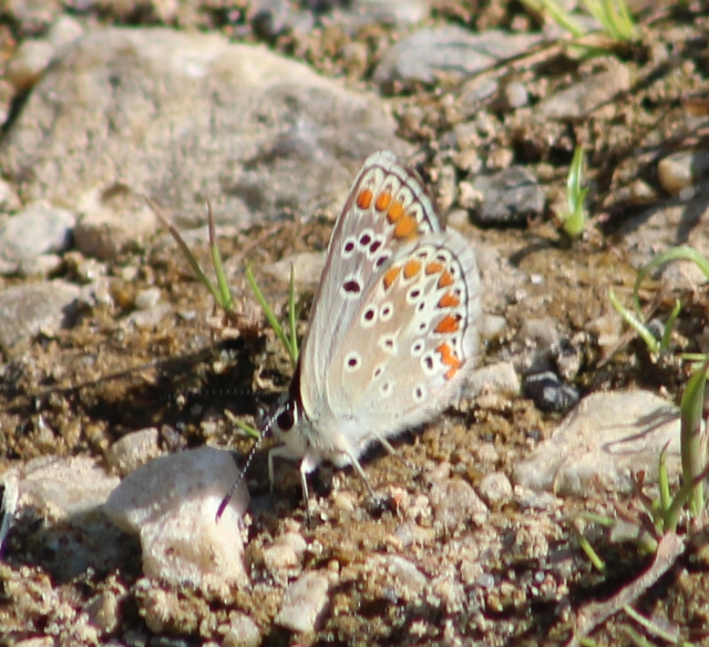 Aricia artaxerxes issekutzi - bükki szerecsenboglárka